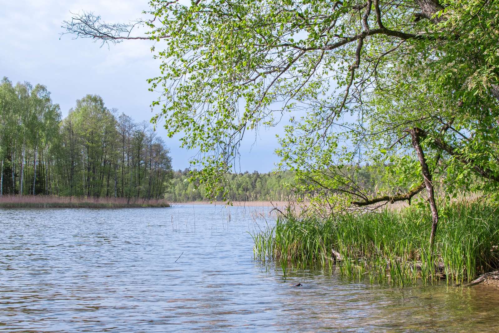Floresta Pisz, lago quebra-cabeças online