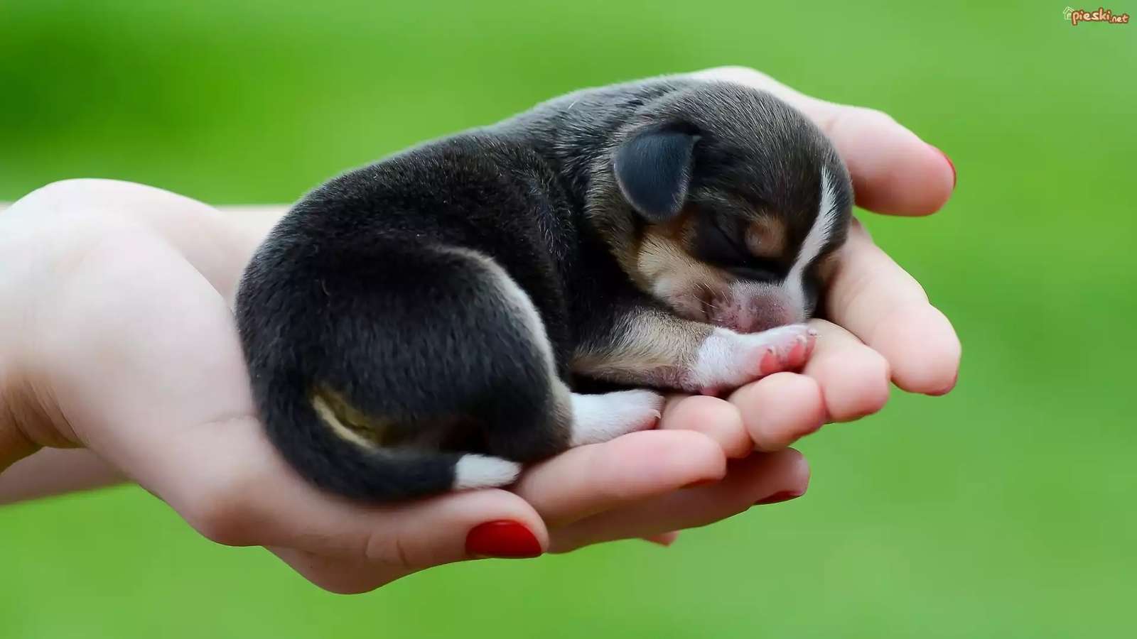 Μικρό σκυλί, Σκύλος, Χέρια παζλ online