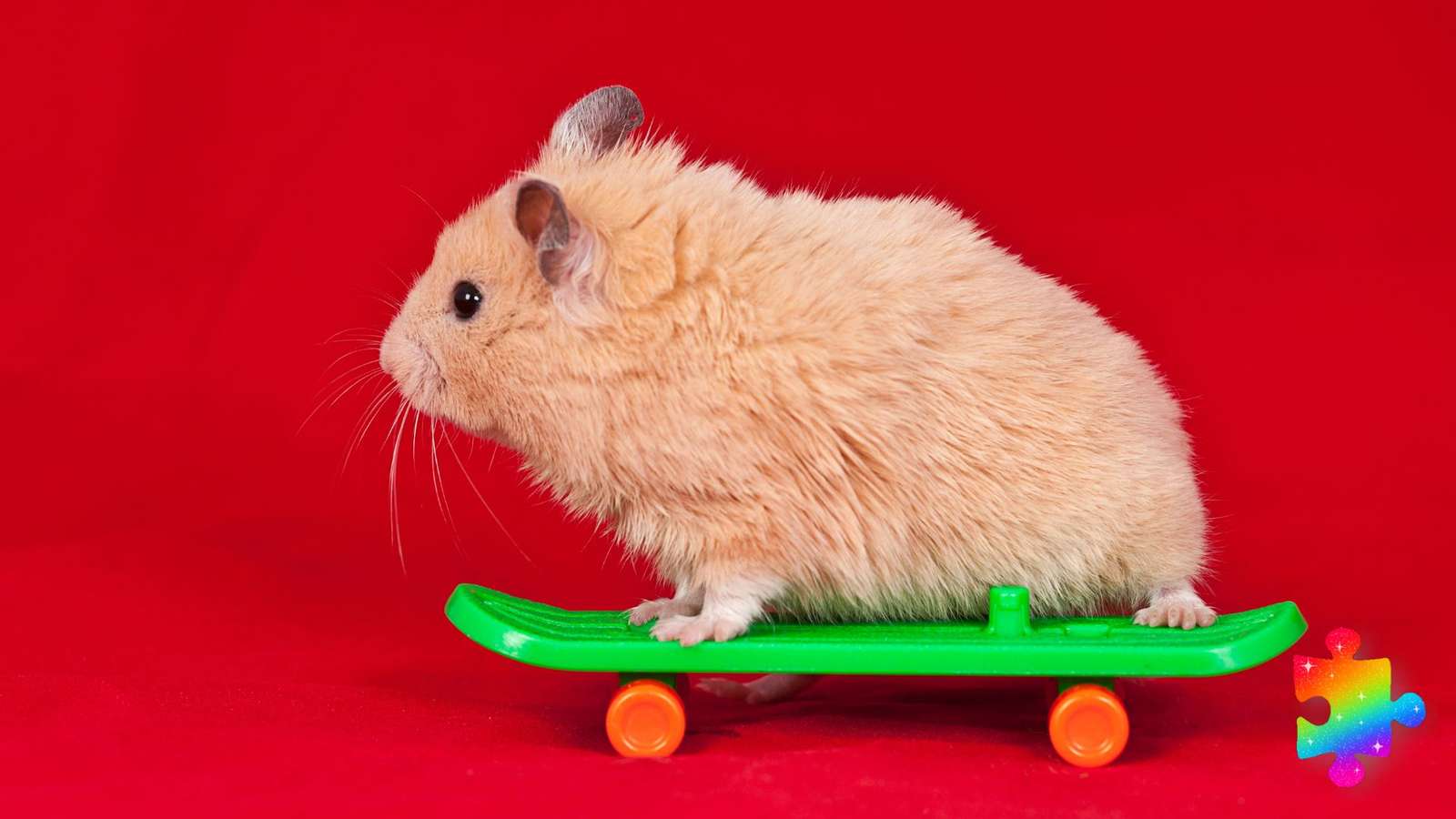 Hamster de skate puzzle online