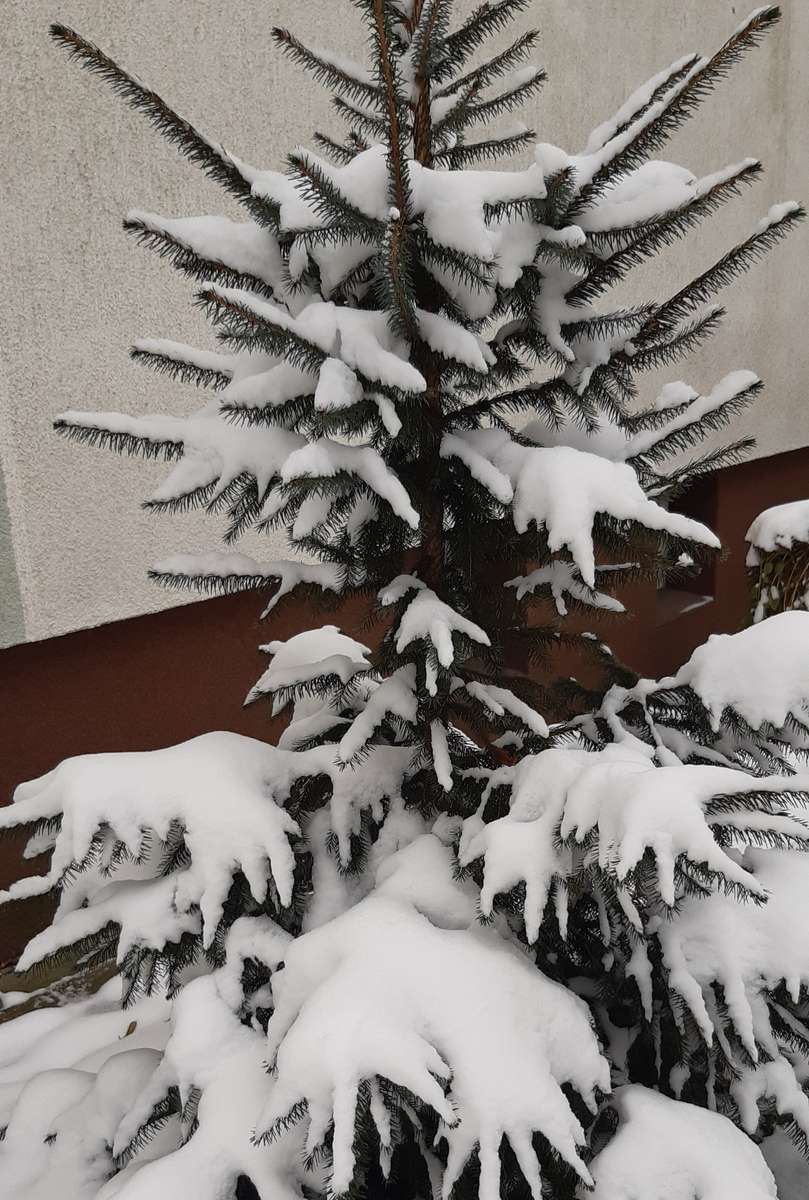 Árbol de Navidad bajo la nieve. rompecabezas en línea