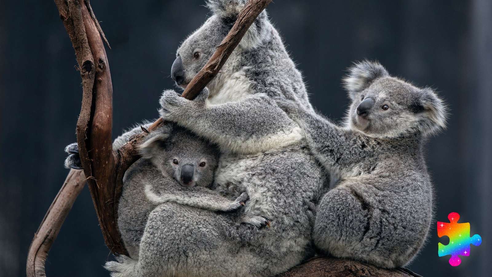 Koala Family online puzzle