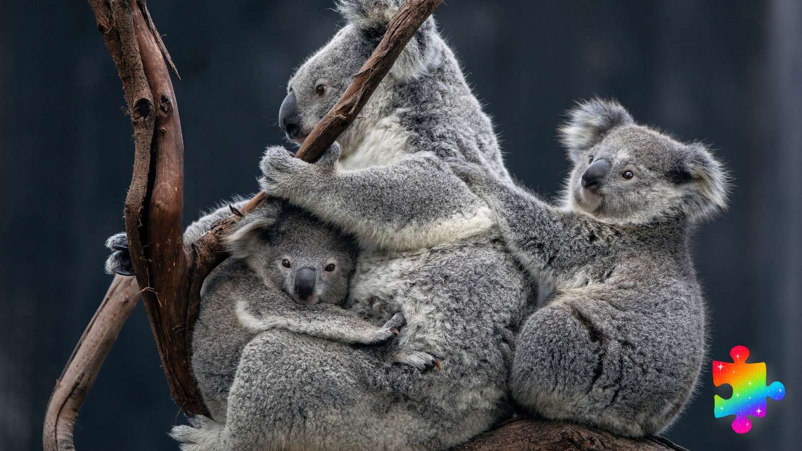 Koala-familie online puzzel