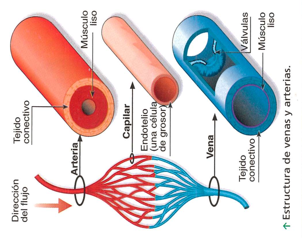 arterie puzzle online