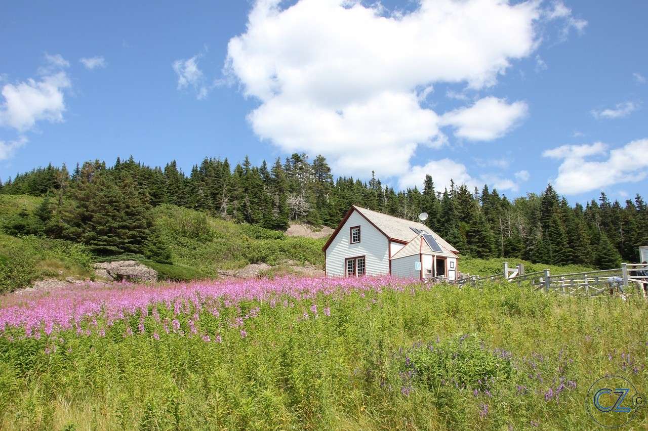 Île aux oiseaux puzzle en ligne