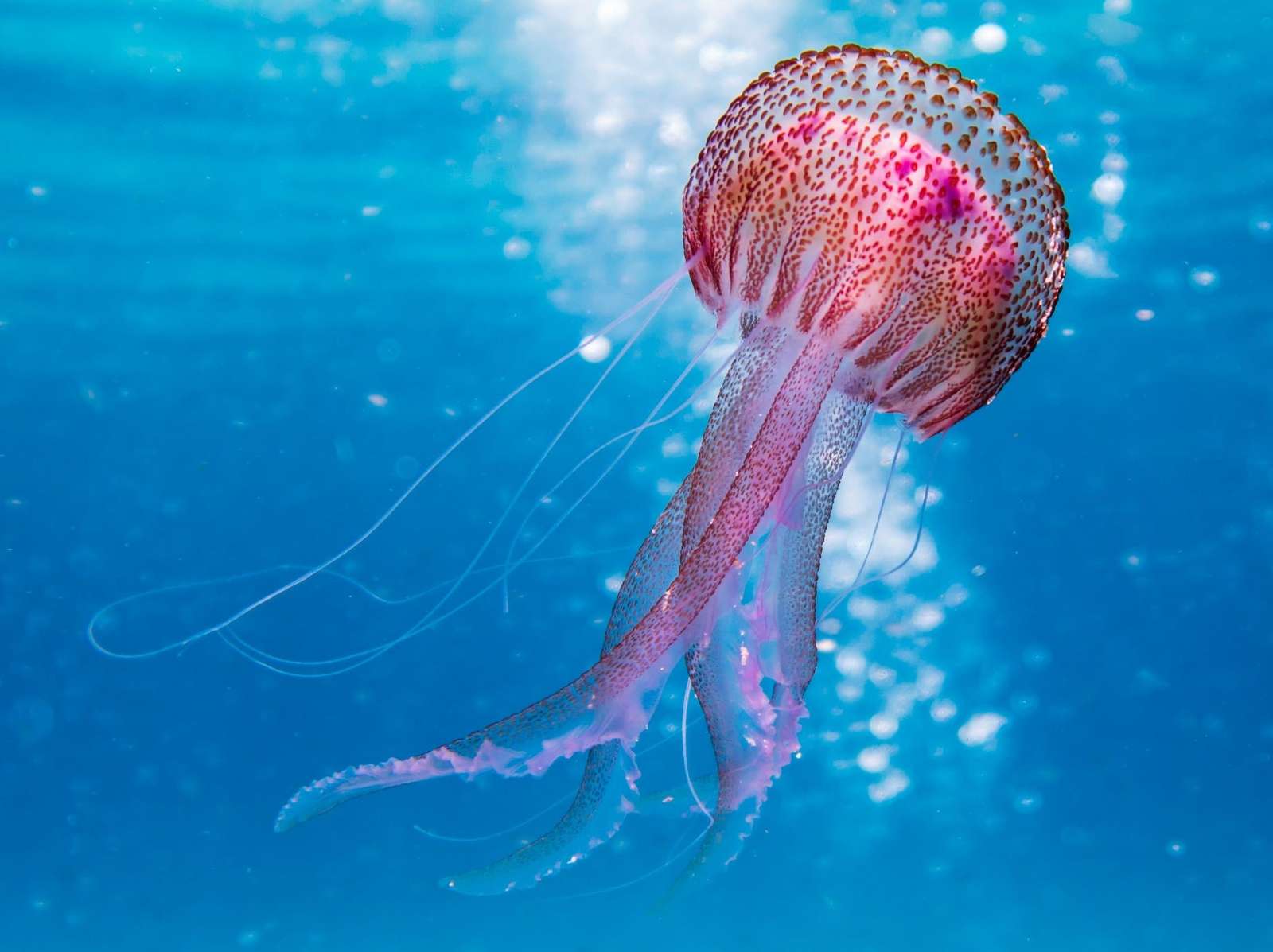 медуза. онлайн пъзел