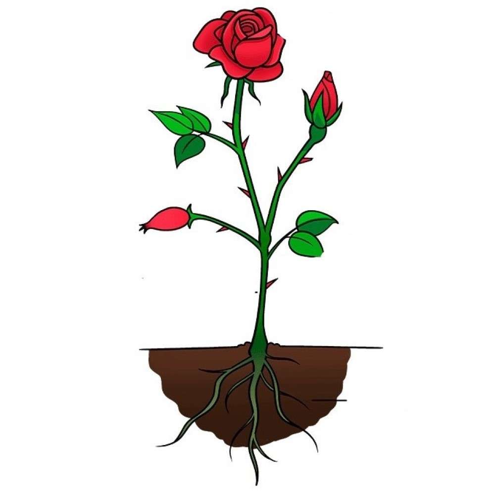 роза с корен онлайн пъзел