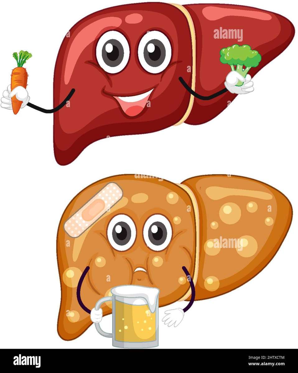 3"B" liver online puzzle