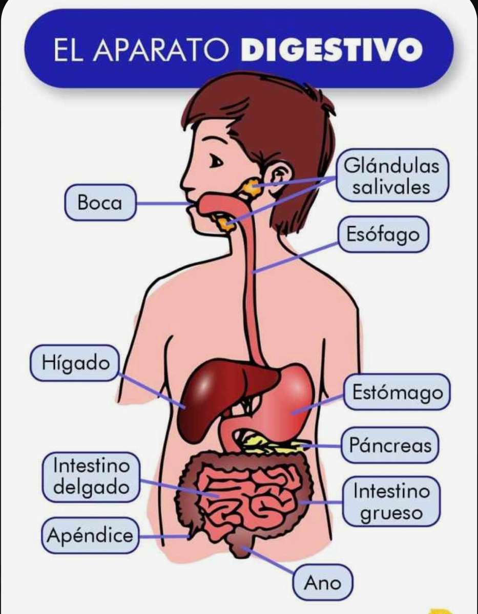 Sistema Digestivo rompecabezas en línea