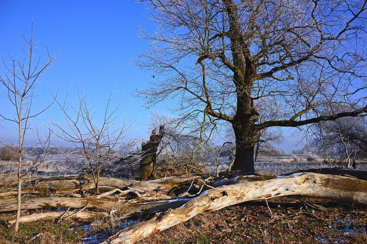 Natur, landskap, träd Pussel online