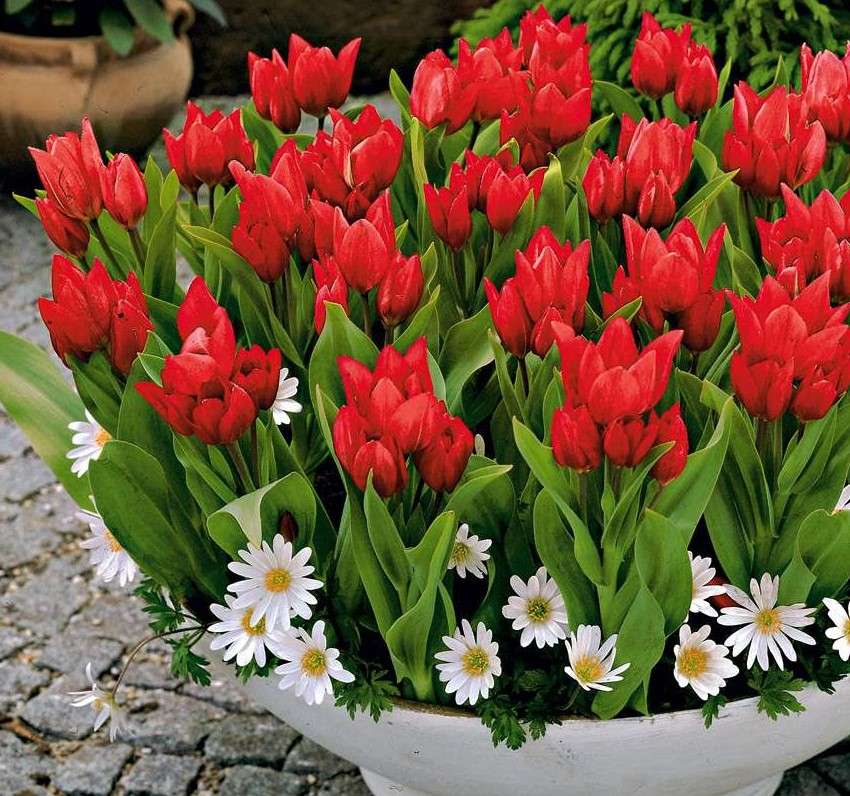 Červené tulipány skládačky online