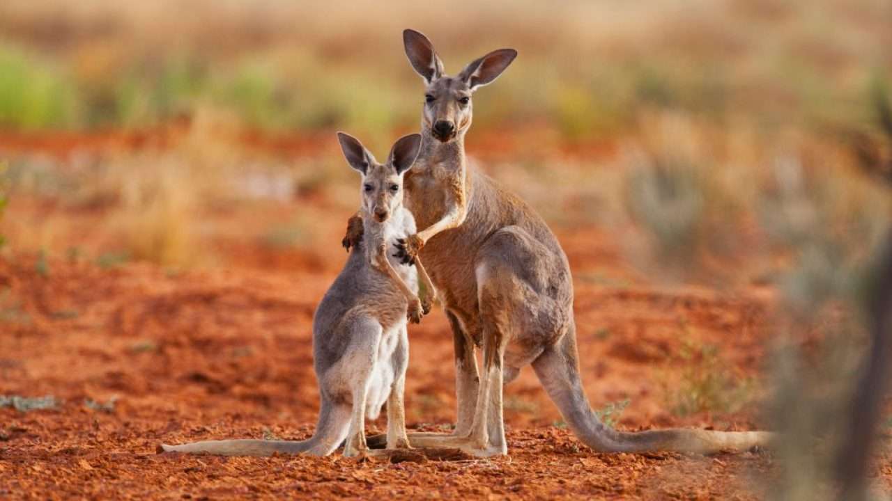 Život zvířat v Austrálii online puzzle