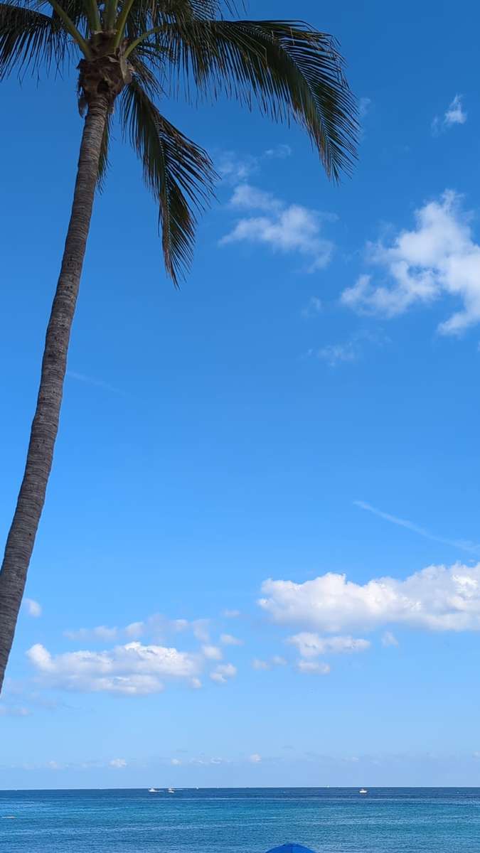 небе над морето и палмово дърво онлайн пъзел