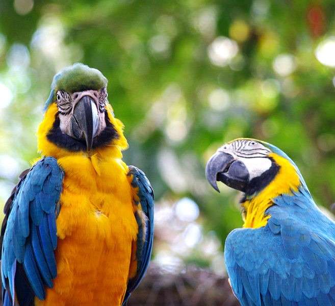 pappagalli colorati puzzle online