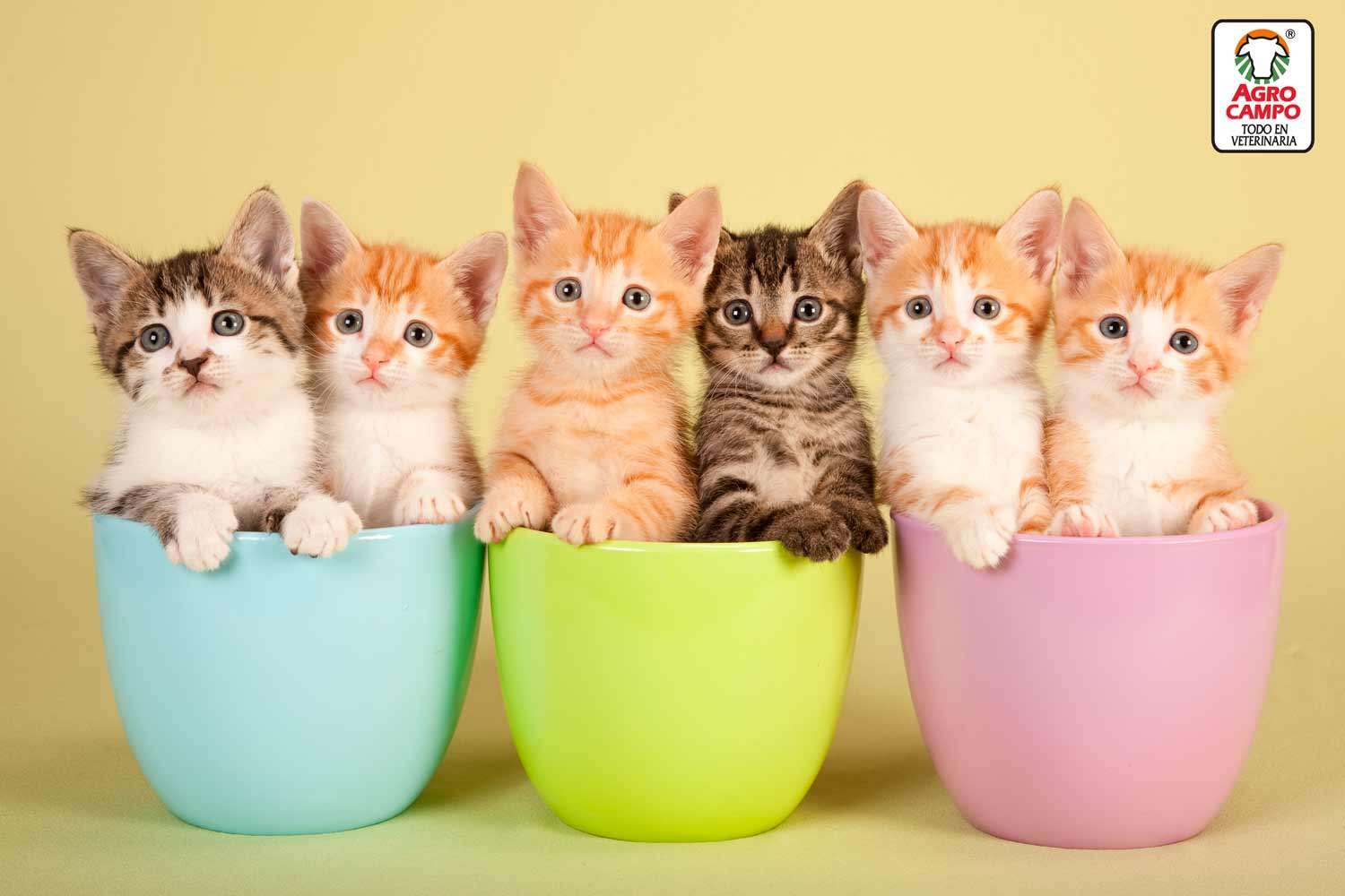 de sötaste kattungarna pussel på nätet