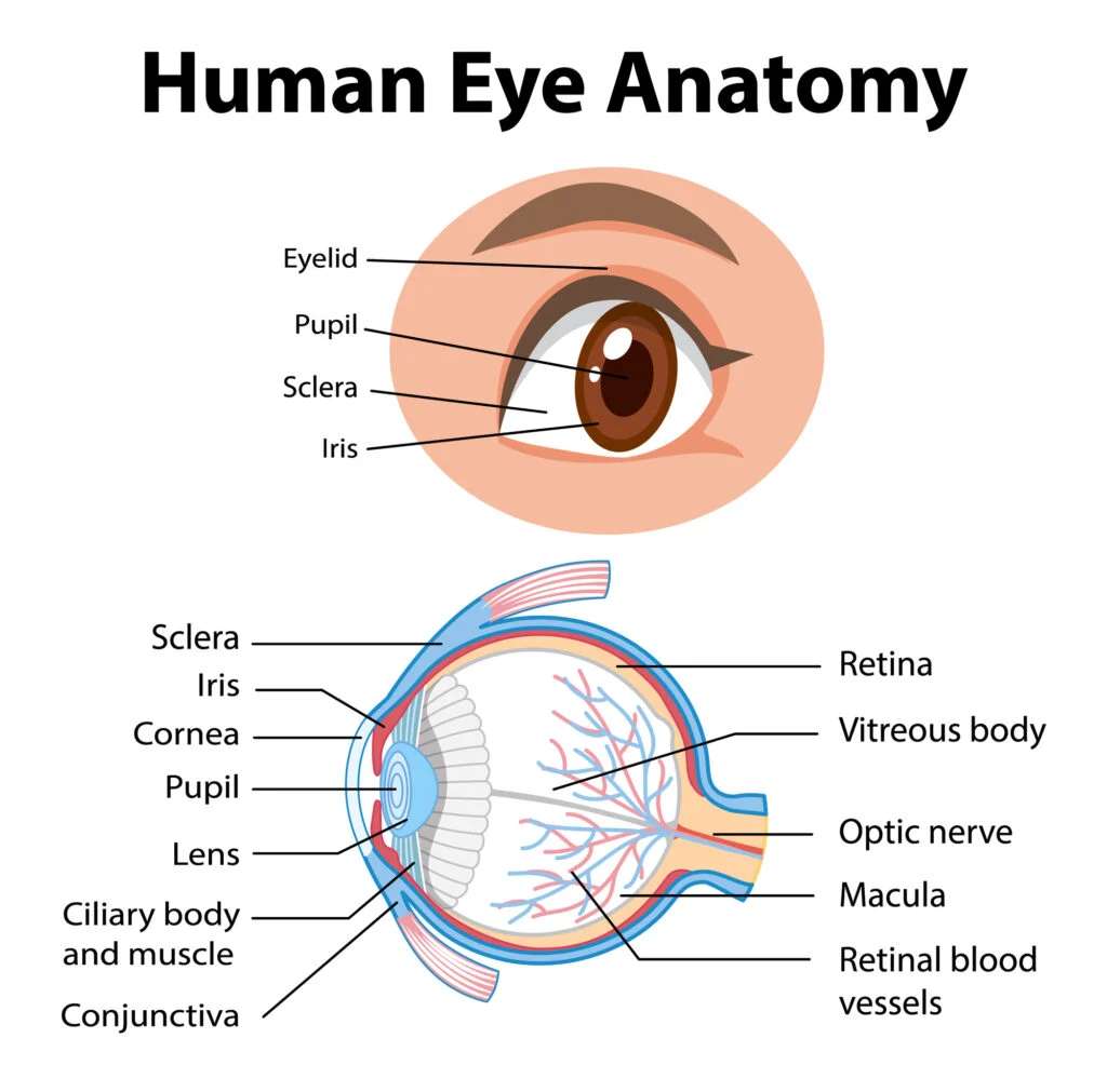 Mänskligt ögats anatomi pussel på nätet