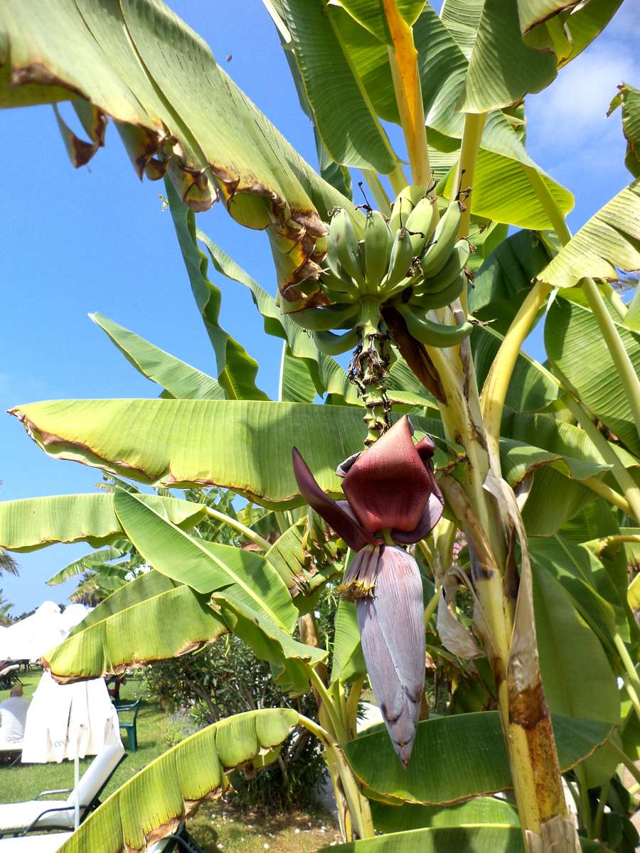 бананове дерево пазл онлайн