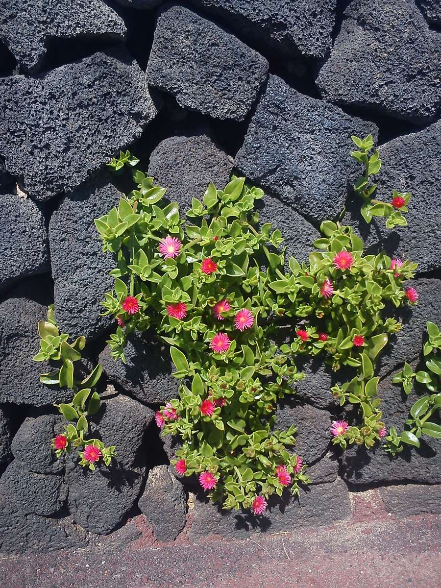 島の花々 オンラインパズル