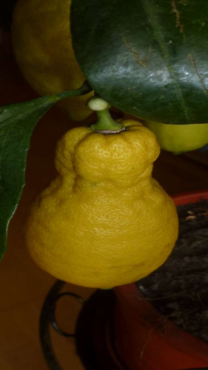 Lemon with leaf jigsaw puzzle online