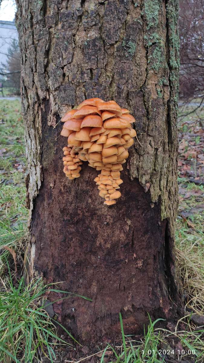 Foresta di funghi puzzle online