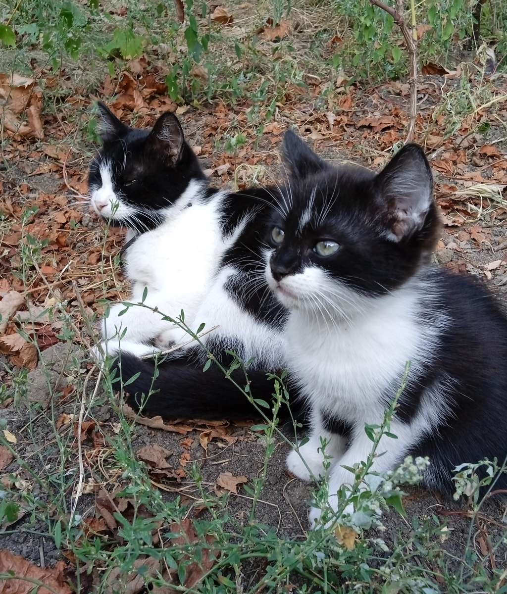 Две кошки онлайн-пазл