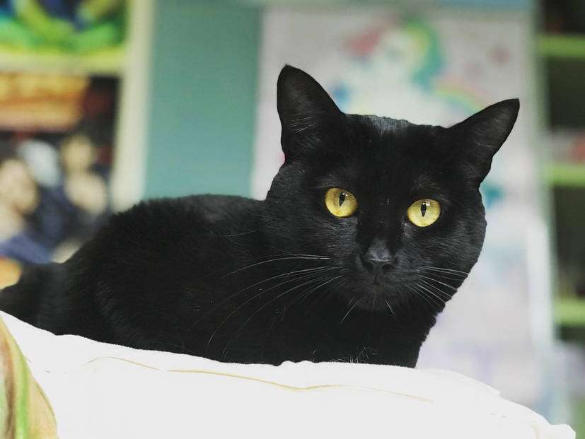 Μαύρη γάτα. παζλ online