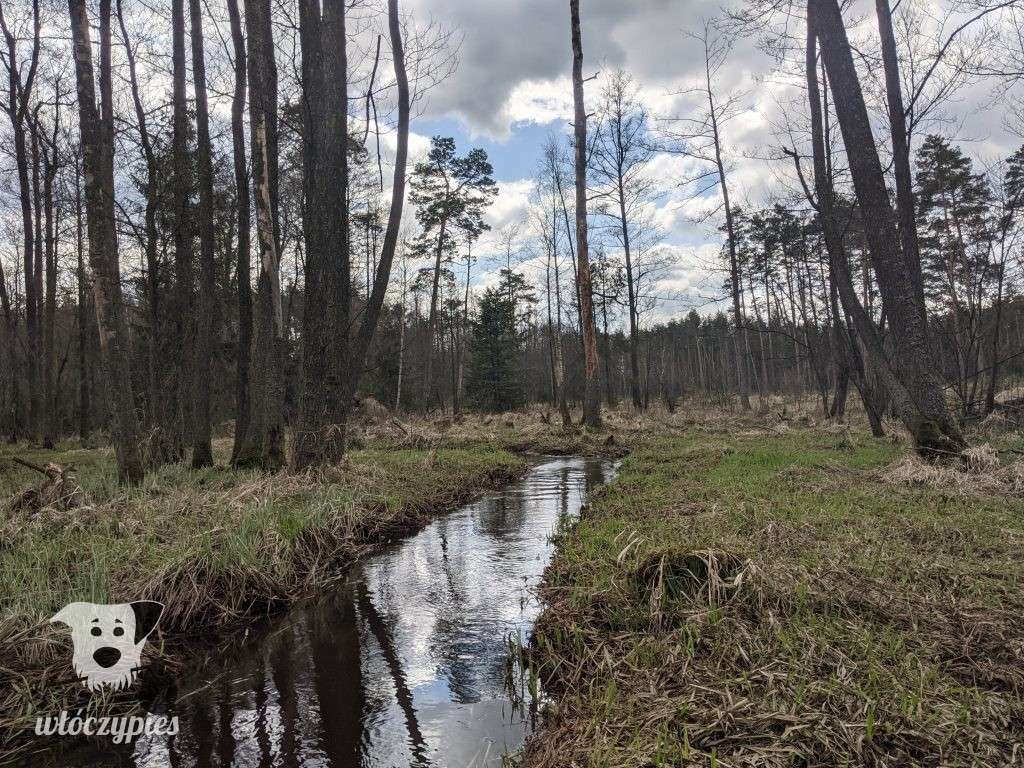 Спокійний струмок на галявині пазл онлайн