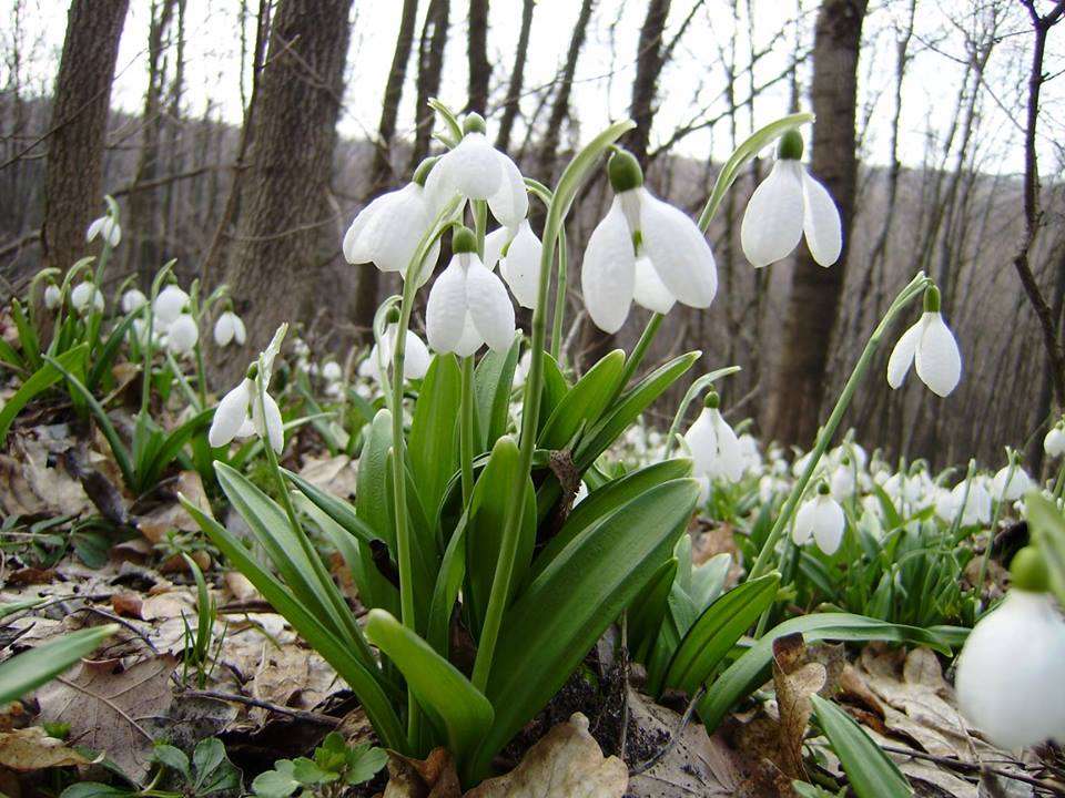 Snowdrops in the forest online puzzle