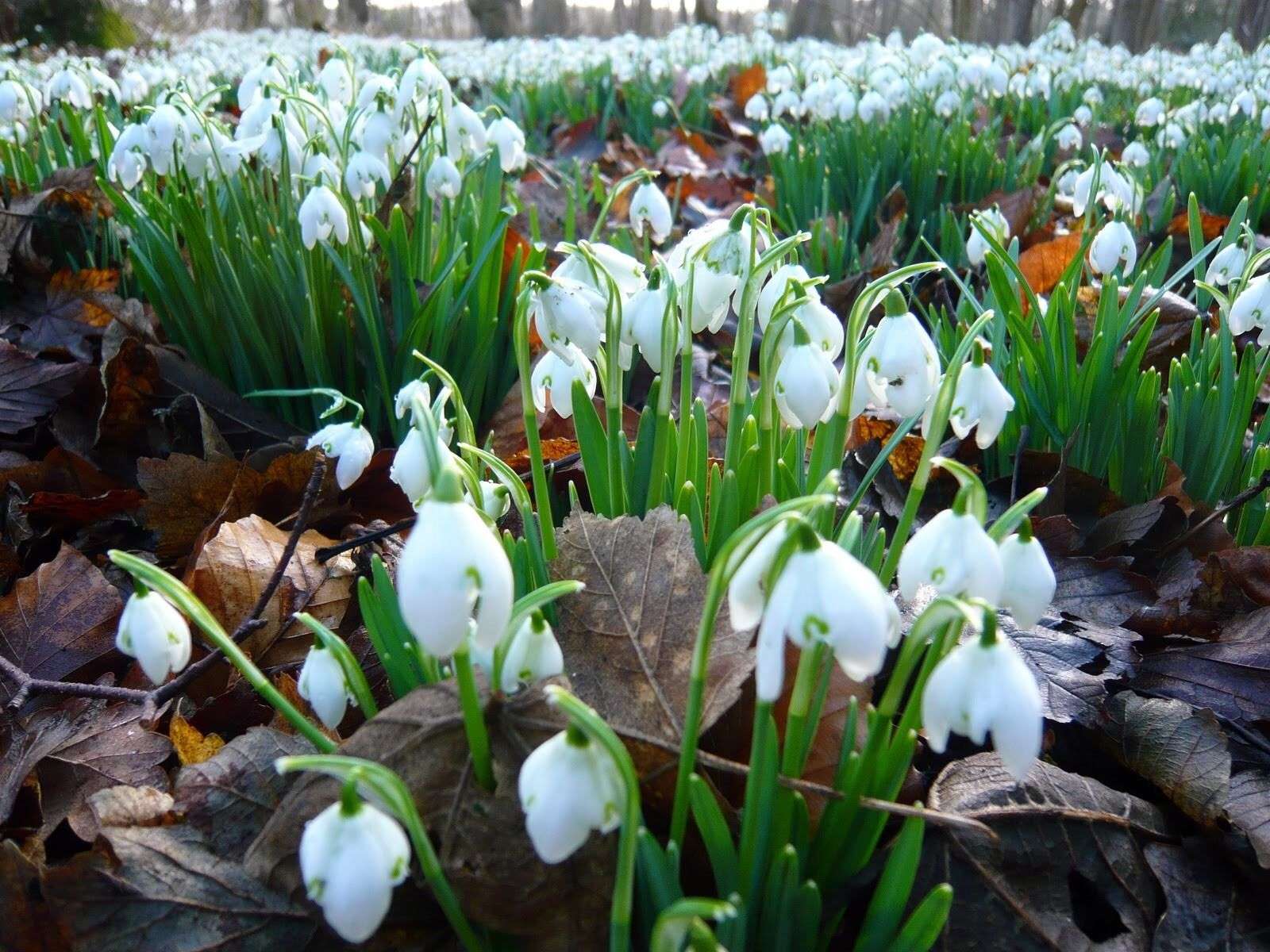 Snowdrops jigsaw puzzle online