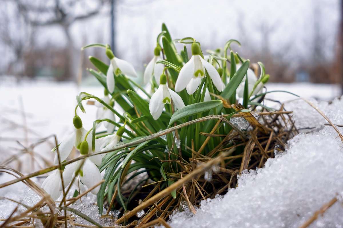 Hóvirág a hóban kirakós online