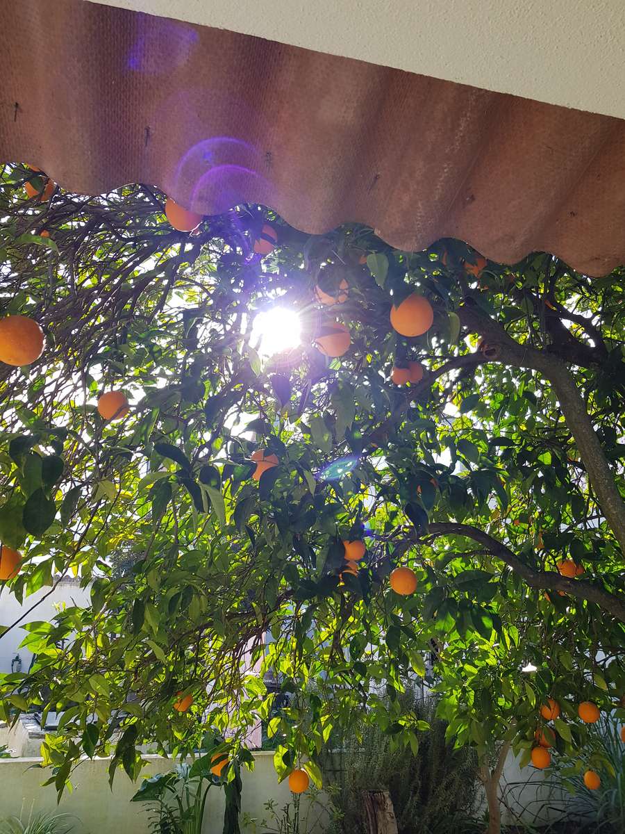 Serpa-sinaasappelboom legpuzzel online