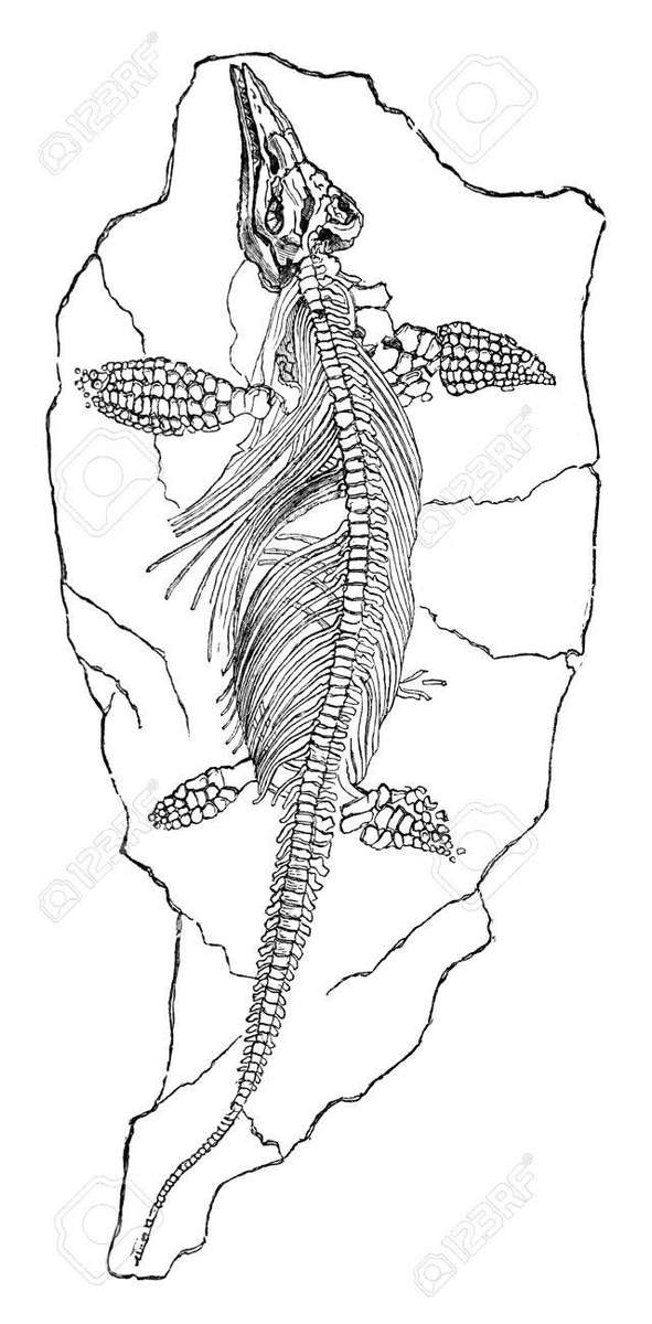 ichthyosaur jigsaw puzzle online