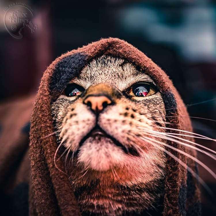 vacker katt pussel på nätet