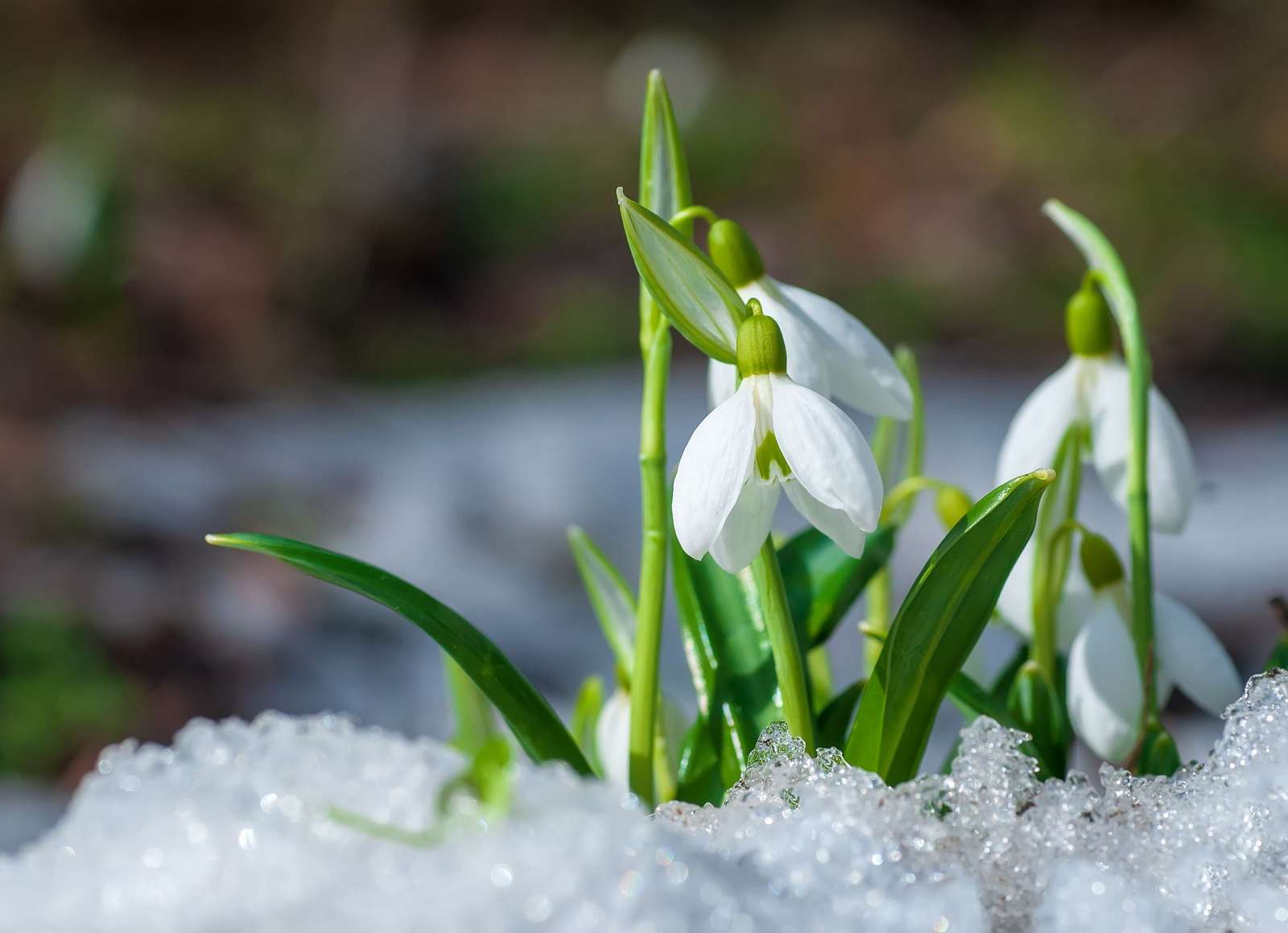 Snowdrops in the snow jigsaw puzzle online