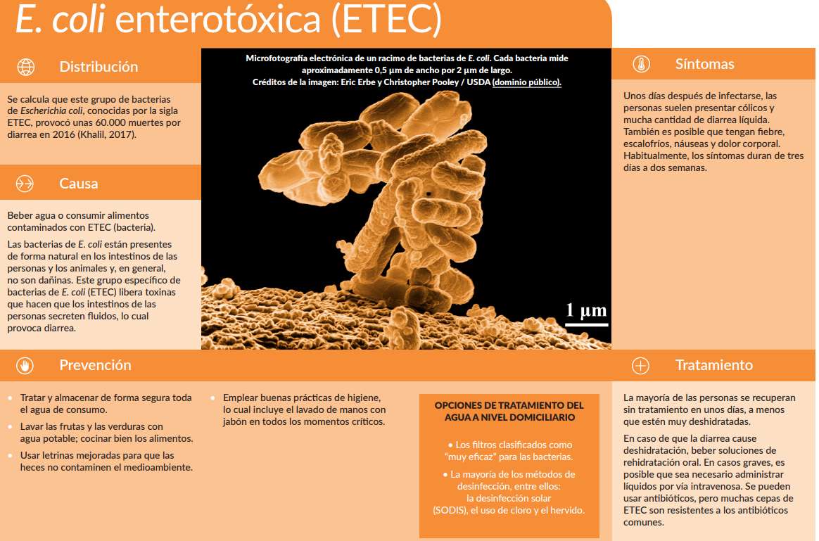 Escherichia coli puzzle online