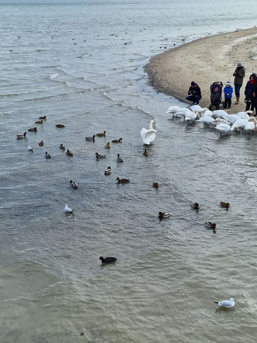 Cisnes e patos no cais de Sopot quebra-cabeças online