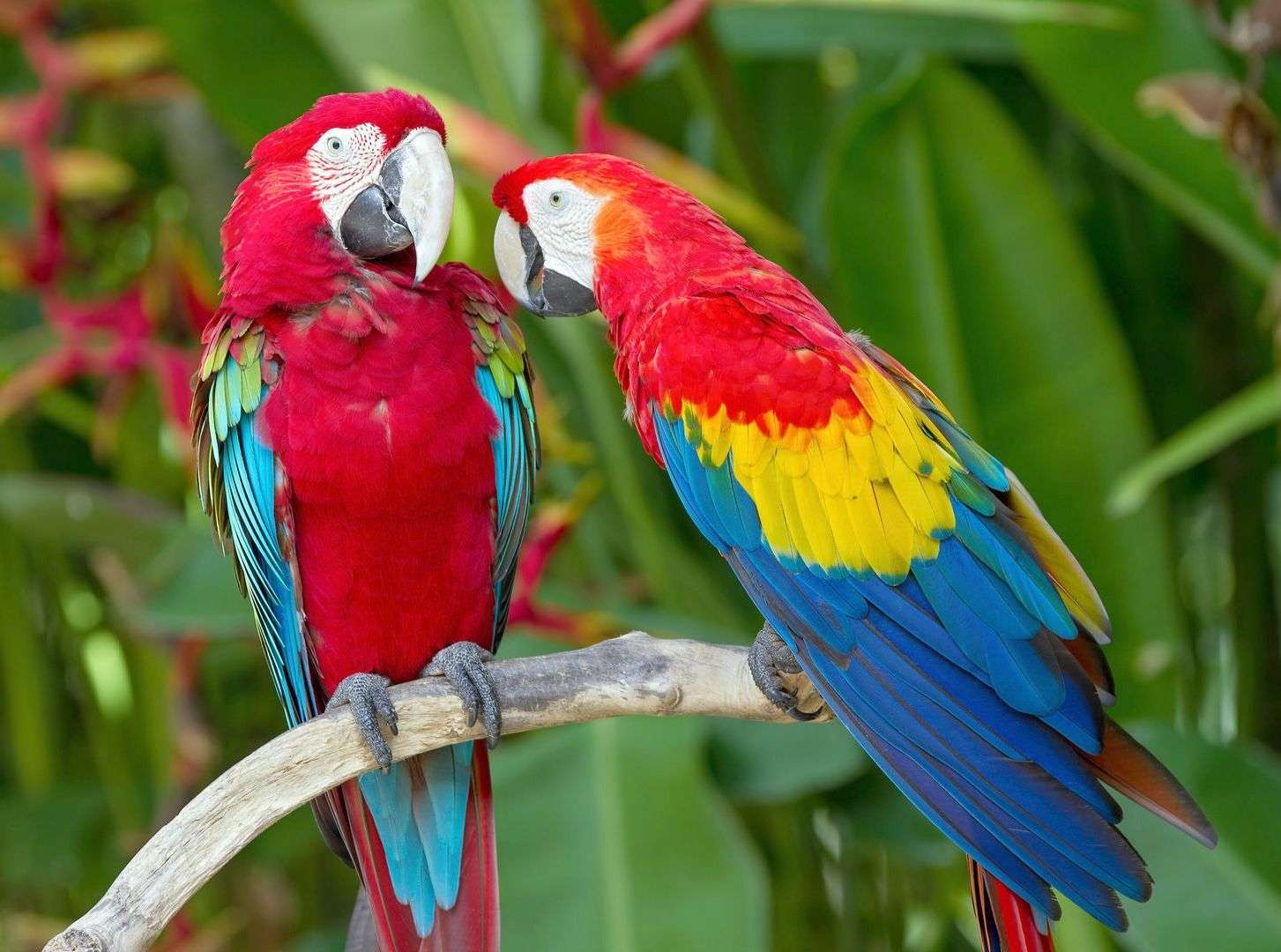 Ara papegojor pussel på nätet
