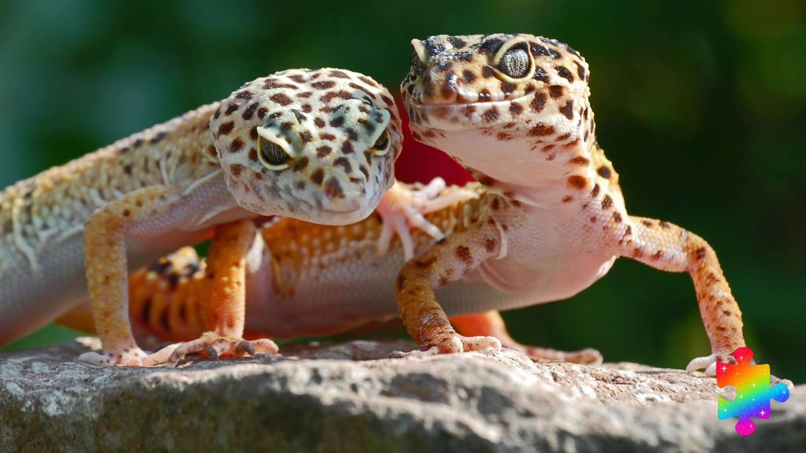 Gecko testvérek kirakós online
