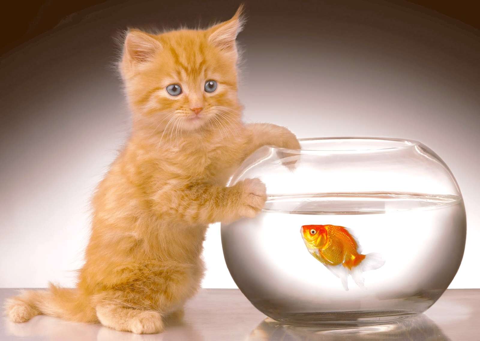 Ein Kätzchen jagt einen Fisch Puzzlespiel online