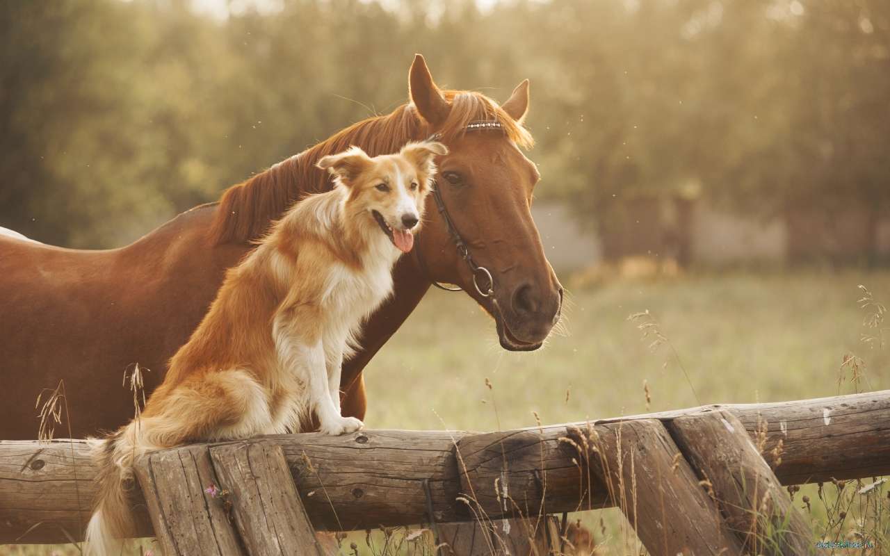 Un perro y un caballo rompecabezas en línea