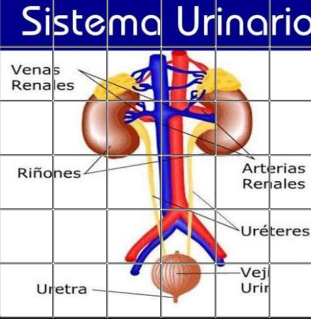 Child urinary system online puzzle