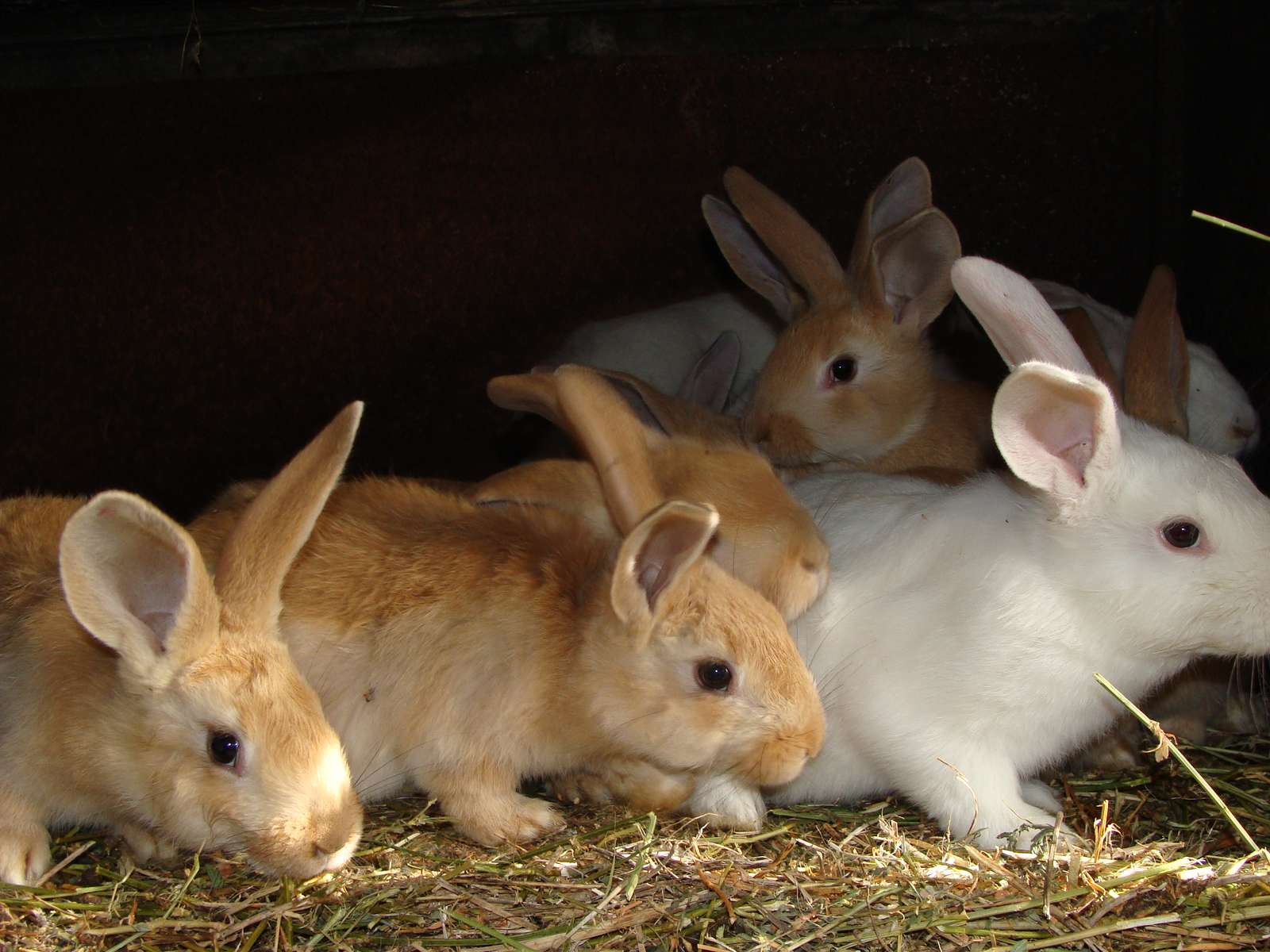 Крольчата онлайн-пазл