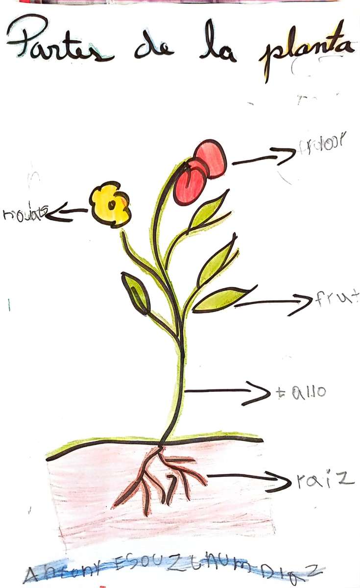 Părți ale plantei jigsaw puzzle online