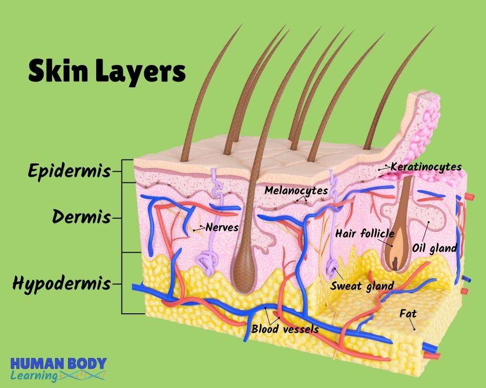 皮膚の解剖学 オンラインパズル