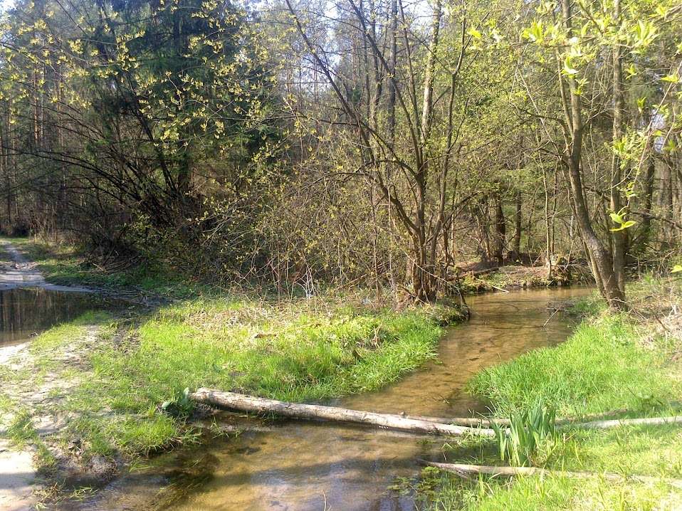 Un arroyo en el bosque de primavera. rompecabezas en línea