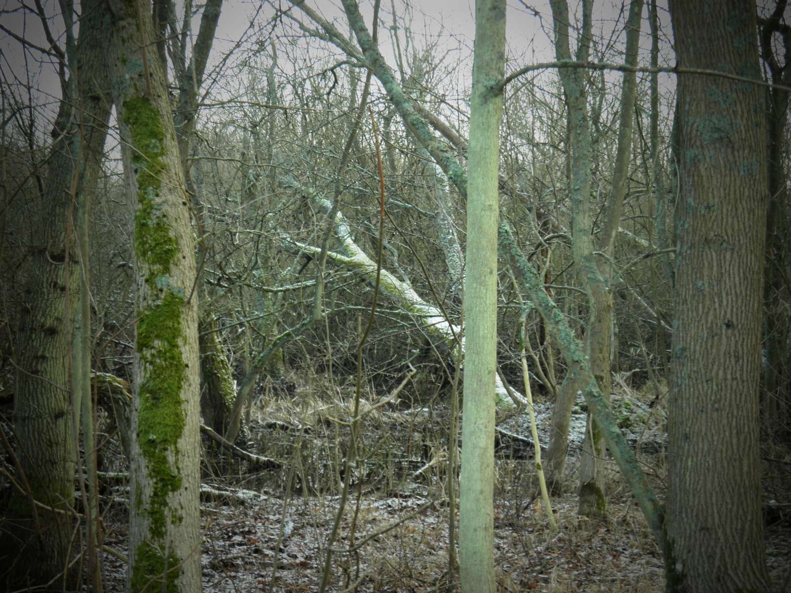 lichen sur un arbre mort puzzle en ligne