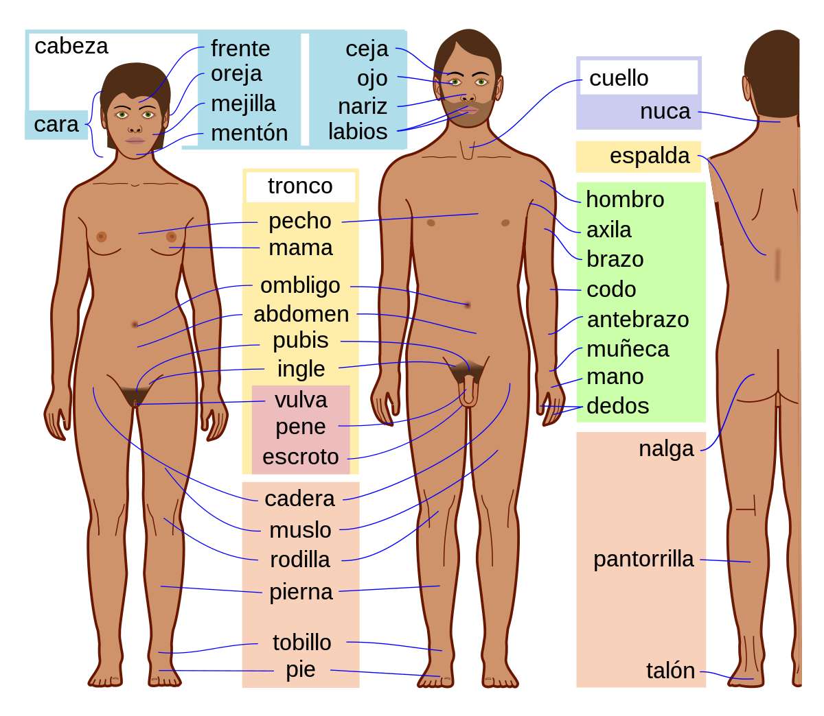 PARTES DEL CUERPO HUMANO jigsaw puzzle online