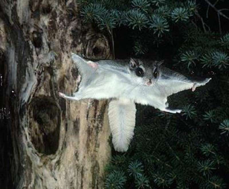 νότιος ιπτάμενος σκίουρος online παζλ
