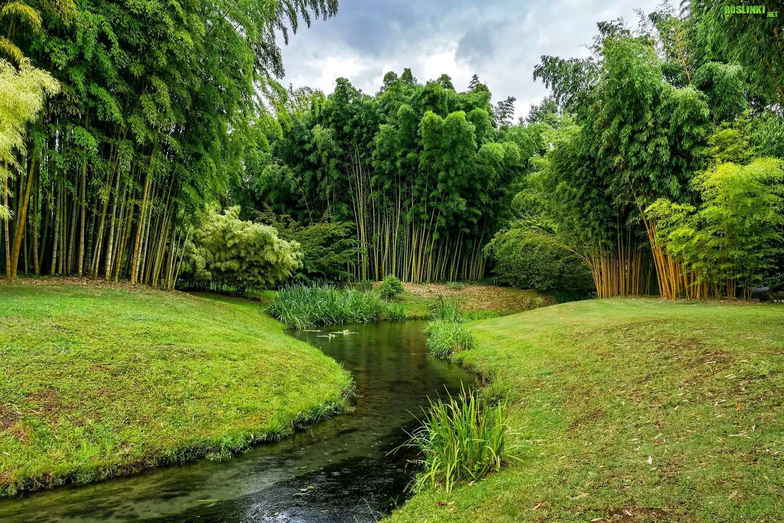 Bambusz erdő, folyó kirakós online