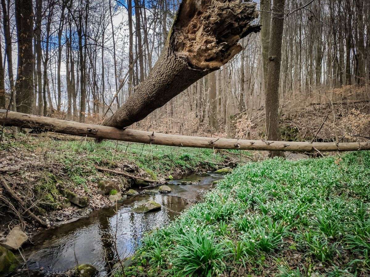 Egy patak az erdőben online puzzle