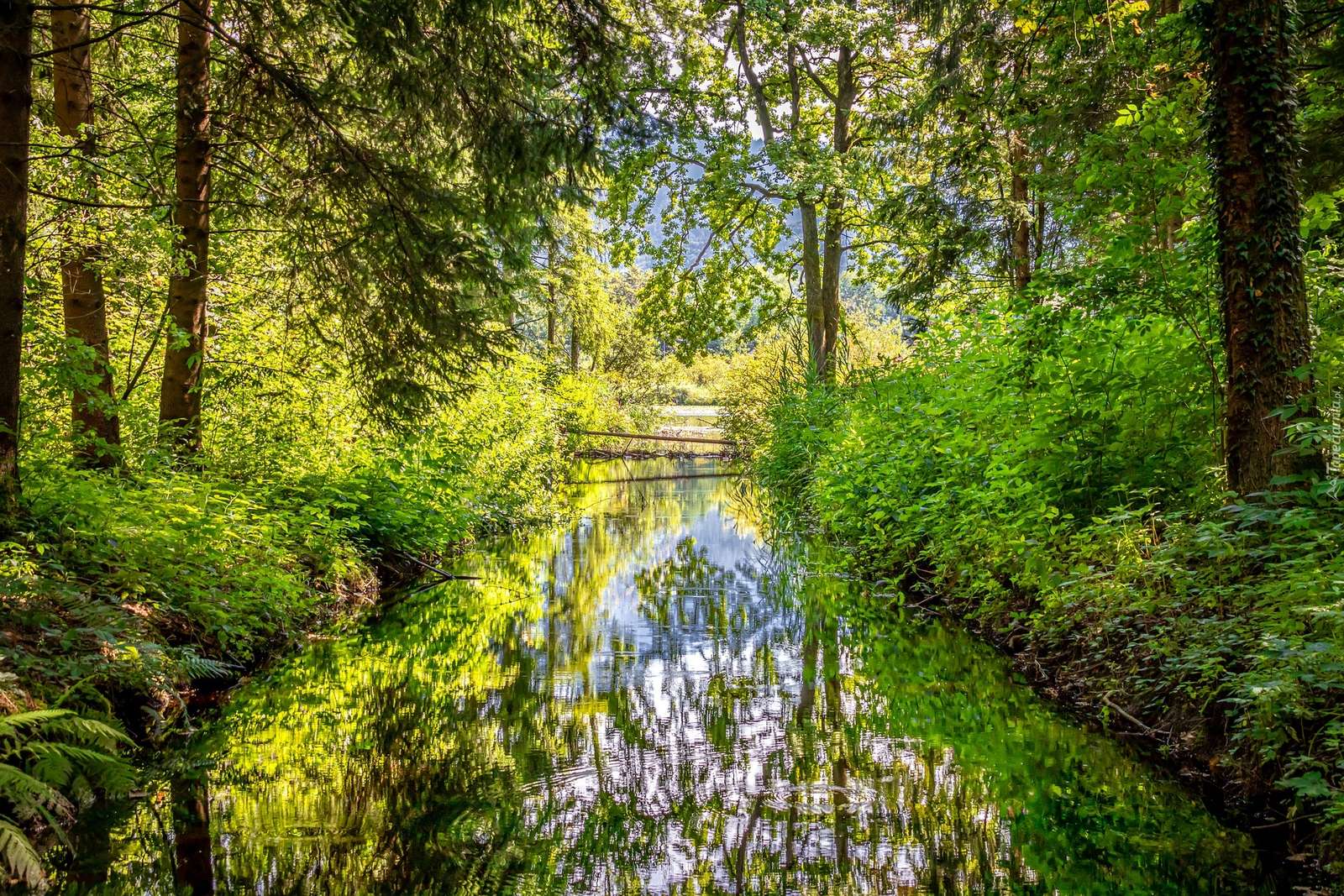 A river in a sunny forest online puzzle